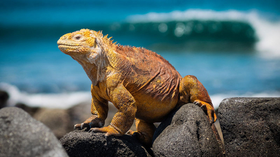 Galapagosinseln